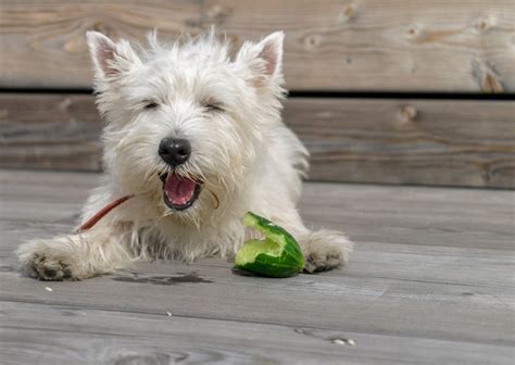  Yulin Hunde-Käse-Pfanne: Eine kulinarische Reise in die Welt des knusprig gebratenen Hundes mit cremiger Käseüberdachung!